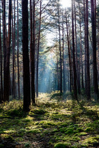 Trees in forest during autumn