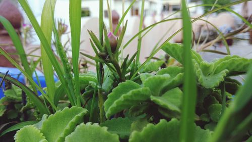 Close-up of fresh green plant