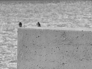 Birds perching on retaining wall