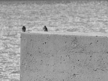 Birds perching on retaining wall