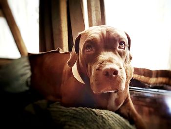 Portrait of dog relaxing at home