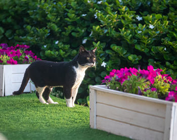 View of a cat on green plants