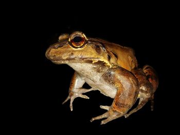 Close-up of frog over black background