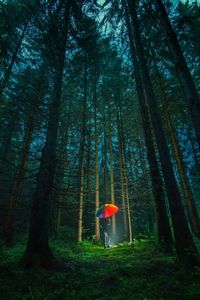 Man standing with umbrella amidst trees in forest