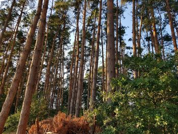 Low angle view of bamboo trees in forest