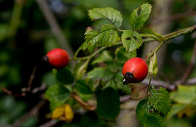 Close-up of red berries growing on tree