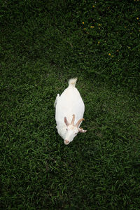 High angle view of white flower on field