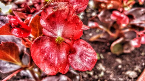 Close-up of red flower