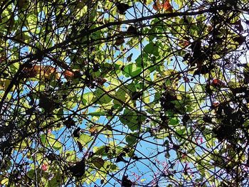 Low angle view of tree against clear sky