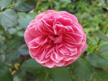 Close-up of pink flower