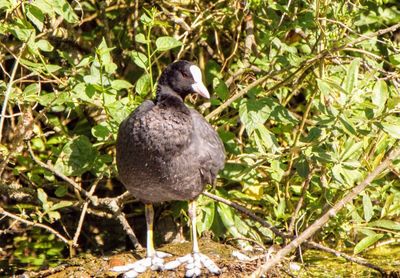 Bird perching on a plant