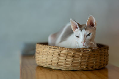 Close-up of rabbit in basket