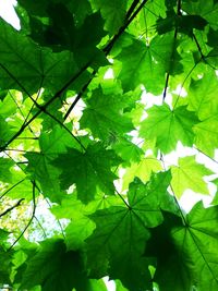 Low angle view of leaves on tree