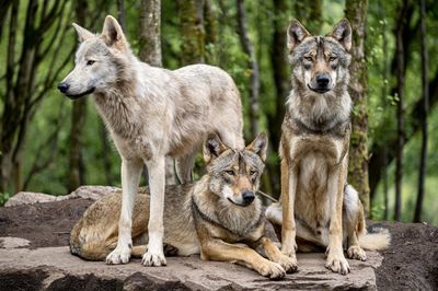 View of two timber wolves in natural reserve