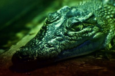 Close-up of a turtle