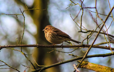 Close-up of bird perching on tree