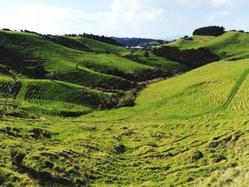 Scenic view of agricultural field against sky