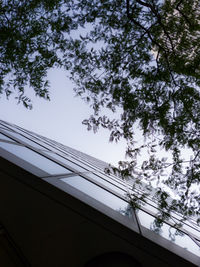 Low angle view of tree against sky