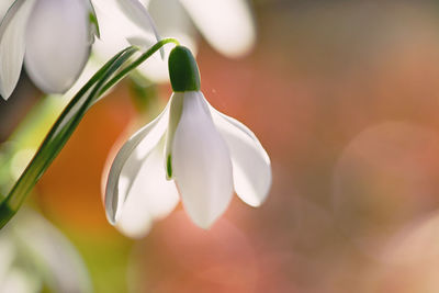 Close-up of white flowering plant