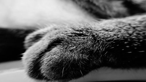 Close-up of cat