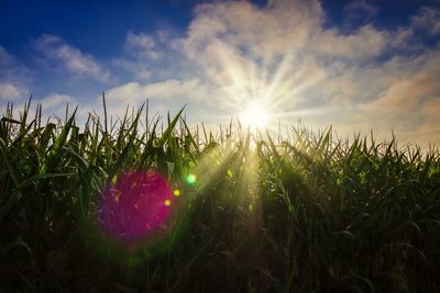 Plants growing on field against sky during sunset