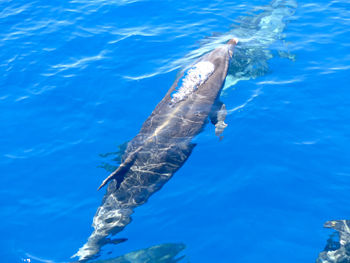 High angle view of dolphin swimming in sea, blowhole, madeira, portugal