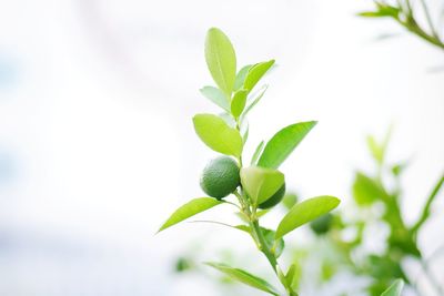 Low angle view of fruit growing on plant
