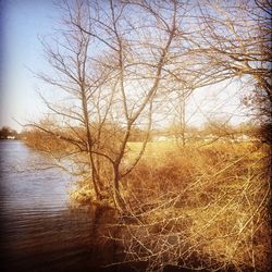 Bare trees by lake in forest against sky