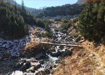 High angle view of river amidst trees in forest