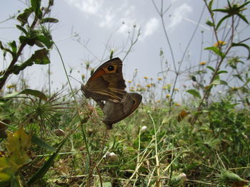 Close-up of butterfly pollinating on flower