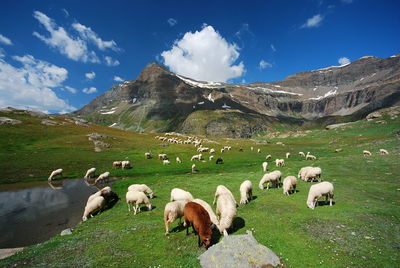 Pecore al pascolo nel parco nazionale del gran paradiso