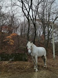 White horse standing on field