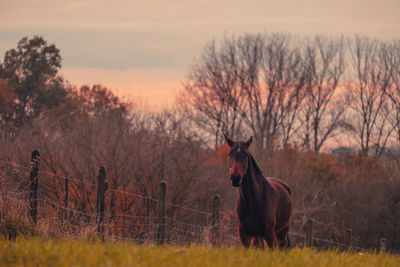 Horse in a field