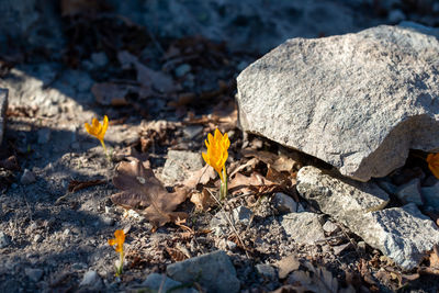 Twin crocus flowers rising from the gravel ground.