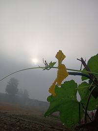 Close-up of plant on field against sky
