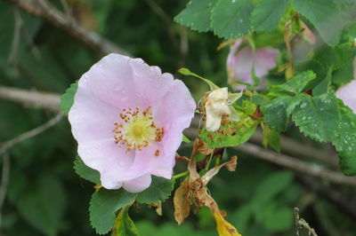 Close-up of pink flower