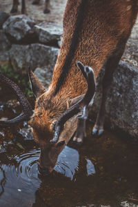 High angle view of deer drinking water in lake