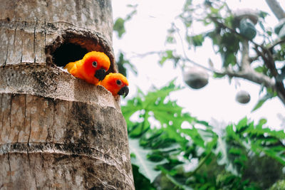 Bird perching on tree