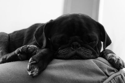 Close-up of dog relaxing at home