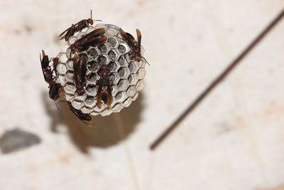 High angle view of insect