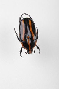 Close-up of insect on white background