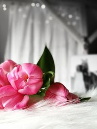 Close-up of pink rose