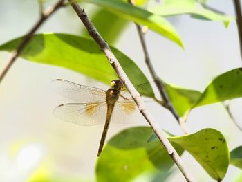 Close-up of dragonfly on plant