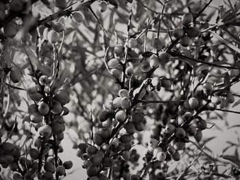 Low angle view of tree against sky