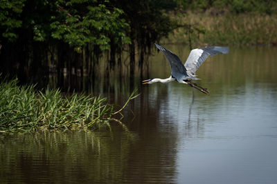 High angle view of gray heron flying over lake