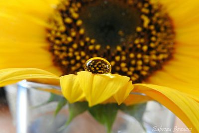 Close-up of sunflower