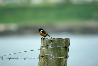 Bird perching on wooden post by barb wire