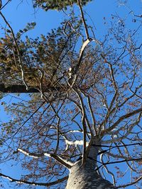 Low angle view of flowering tree against blue sky