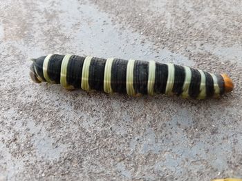 Close-up high angle view of turtle