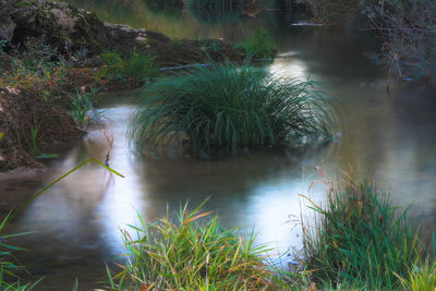 View of bird in lake